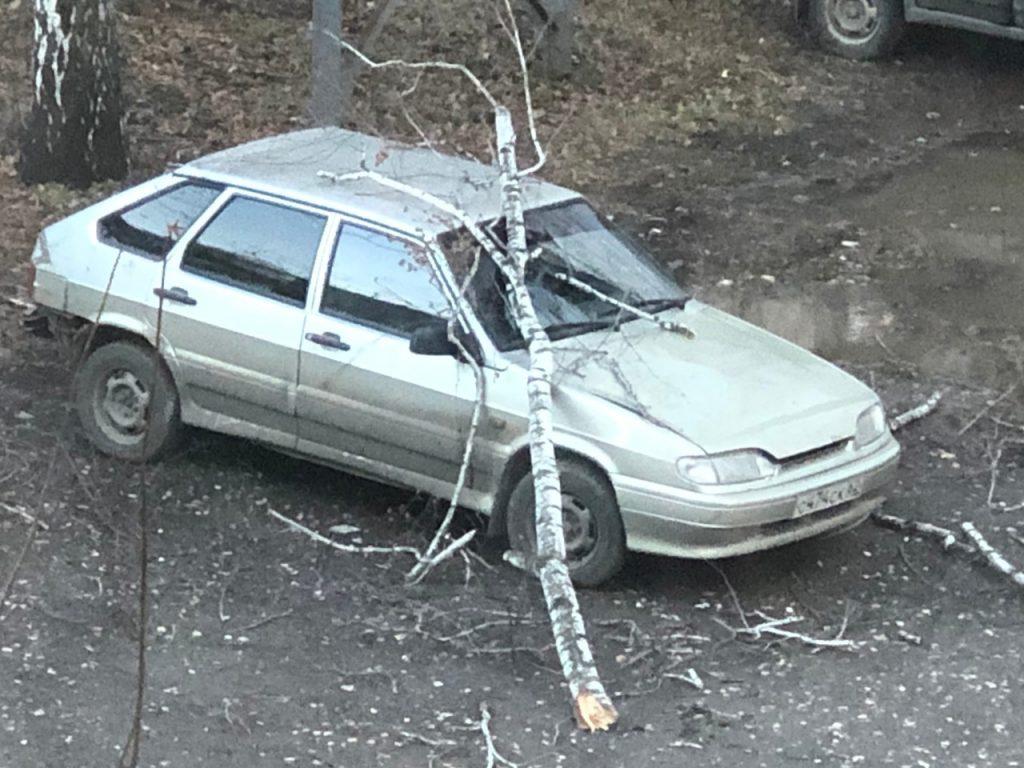 На улице Ситниковской дерево упало на автомобиль