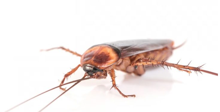 В Рязани обнаружили тараканов в заведении «Вкусно и точка»