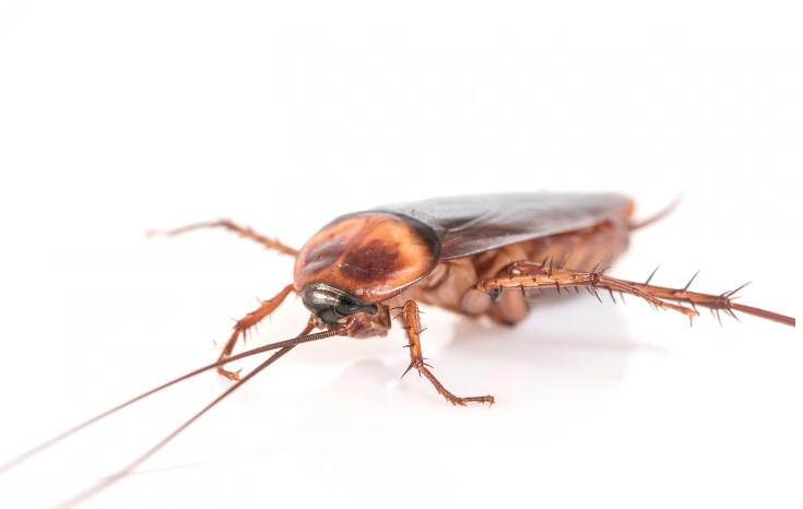 В Рязани обнаружили тараканов в заведении "Вкусно и точка"