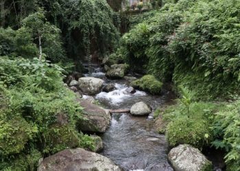 Рязанцы пожаловались на исходящий от ручья Быстрец запах бензина Рязанцы пожаловались на исходящий от ручья Быстрец запах бензина