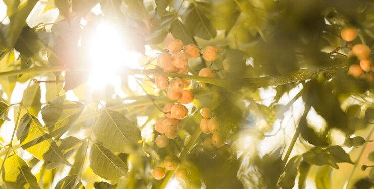 Синоптик Вильфанд: лето в Центральной России будет неоднородным Синоптик Вильфанд: лето в Центральной России будет неоднородным