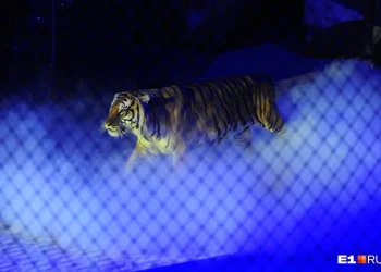 Тигр выпрыгнул из манежа к зрителям в ростовском цирке