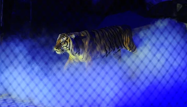 Тигр выпрыгнул из манежа к зрителям в ростовском цирке