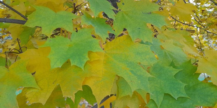 В пятницу в Рязанской области потеплеет до +12 градусов