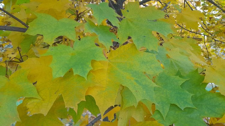 В пятницу в Рязанской области потеплеет до +12 градусов