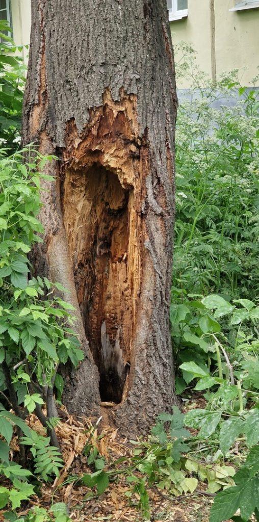 Горожане обратились к рязанским коммунистам с просьбой решения вопроса опиловки аварийных деревьев