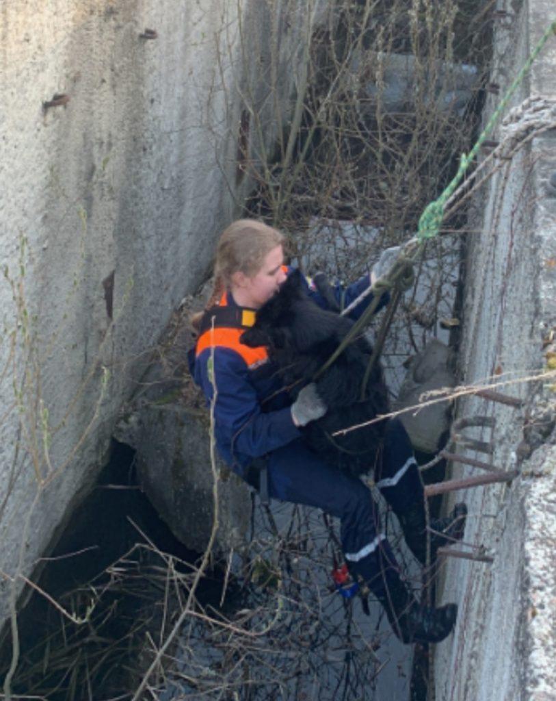 Рязанские волонтеры спасли собаку, провалившуюся в бетонную траншею
