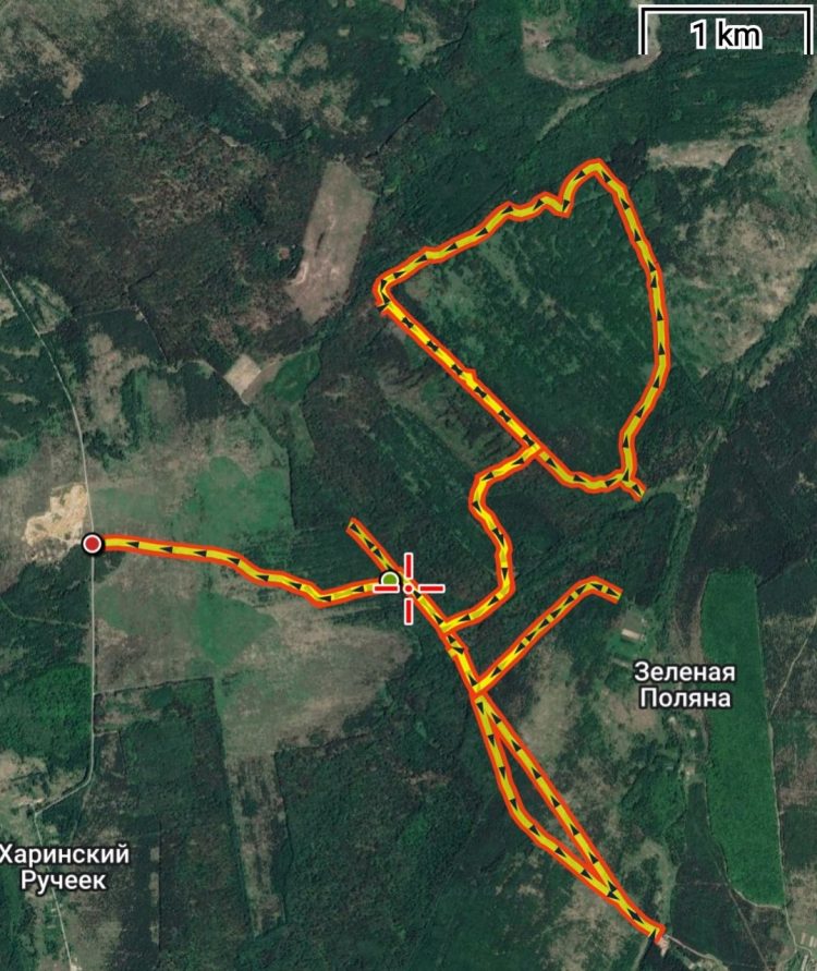 Рязанские волонтеры нашли еще двоих потерявшихся грибников