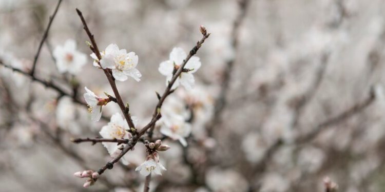 Синоптик Вильфанд назвал причину холодов в мае в Центральной России