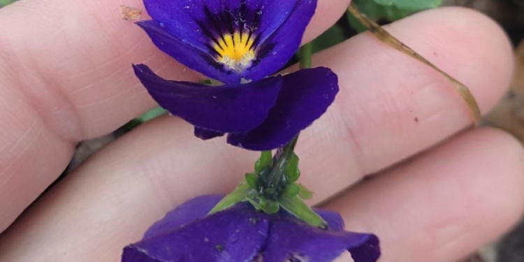 В рязанском Скопине в январе зацвели фиалки