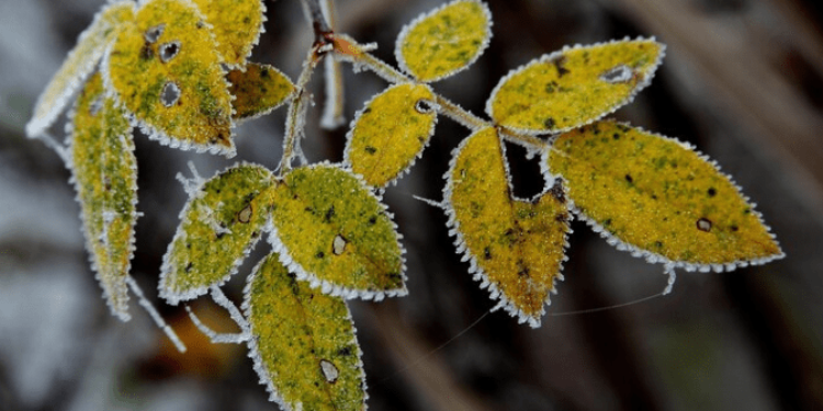 В ночь на среду в Рязанской области похолодает до -8 градусов