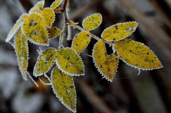 В ночь на среду в Рязанской области похолодает до -8 градусов