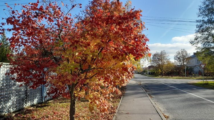 Тишковец: после недели холодов в Центральную Россию вернется потепление