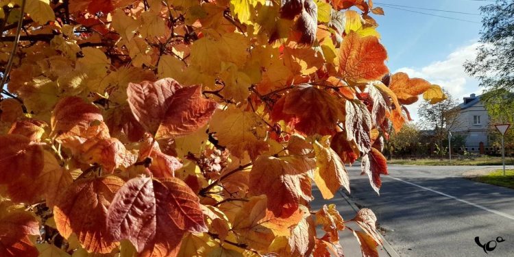 В среду в Рязанской области ожидается до +11 градусов