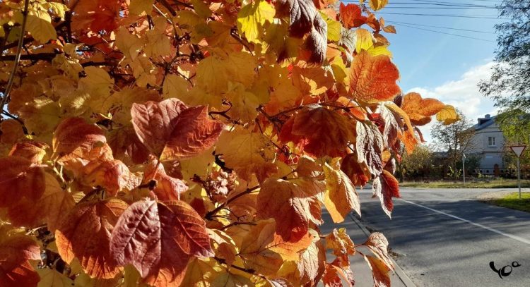 В среду в Рязанской области ожидается до +11 градусов