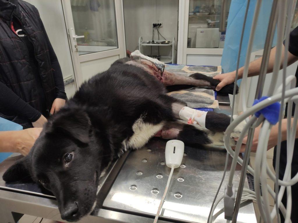 Рязанцы собирают 60 тысяч рублей на операцию и лечение покалеченного щенка