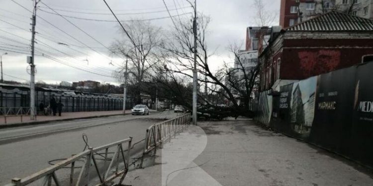 На улице Маяковского рухнуло дерево На улице Маяковского рухнуло дерево