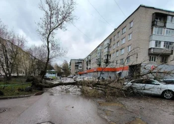 В Канищеве и Приокском деревья падают на проезжую часть