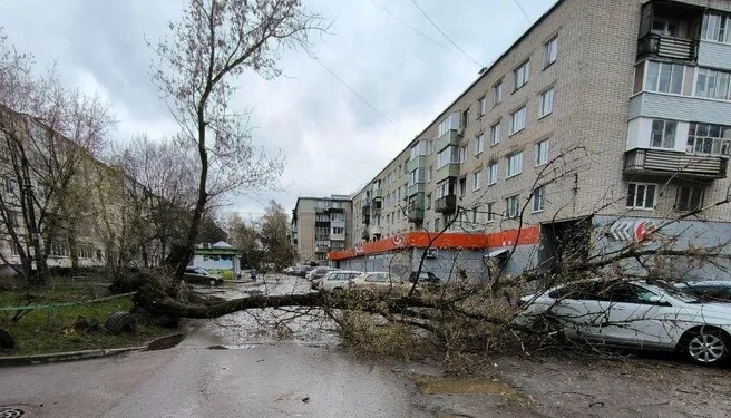 В Канищеве и Приокском деревья падают на проезжую часть