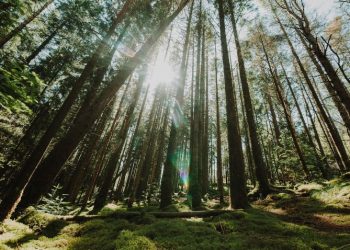 Двух заблудившихся на тропе Паустовского рязанок вывели из леса