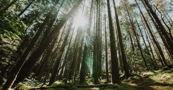 Двух заблудившихся на тропе Паустовского рязанок вывели из леса Двух заблудившихся на тропе Паустовского рязанок вывели из леса