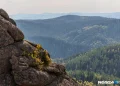 Сотни добровольцев снова прочесывают тайгу в поисках семьи Усольцевых