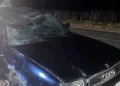 В Пителинском округе пассажир погиб при столкновении автомобиля с лосем