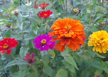 В среду в Рязанской области потеплеет до +25 градусов В среду в Рязанской области потеплеет до +25 градусов