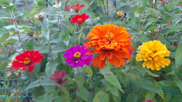 В среду в Рязанской области потеплеет до +25 градусов