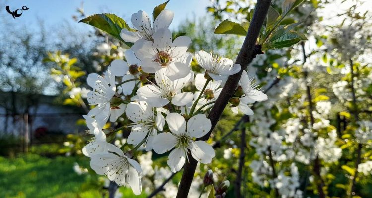 Метеоролог Позднякова: в выходные в Центральной России ожидается до +17 градусов
