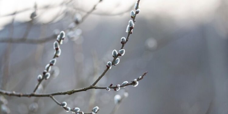 Синоптик Тишковец: 2 мая в Центральной России ожидается арктическое вторжение