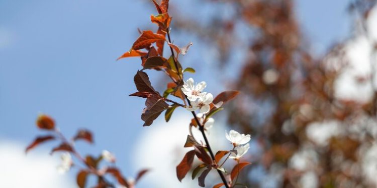 Метеоролог Тишковец: к выходным в Центральной России потеплеет