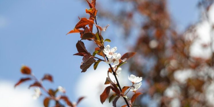 Метеоновости: в начале следующей неделе в Центральной России вновь похолодает