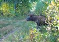 Фотоловушка Окского заповедника запечатлела лосей, лису и глухаря