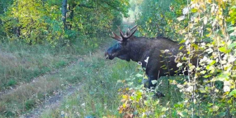 Фотоловушка Окского заповедника запечатлела лосей, лису и глухаря