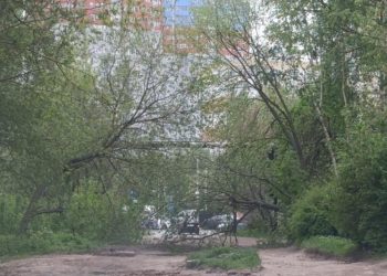 В Кальном упавшее дерево перекрыло дорогу