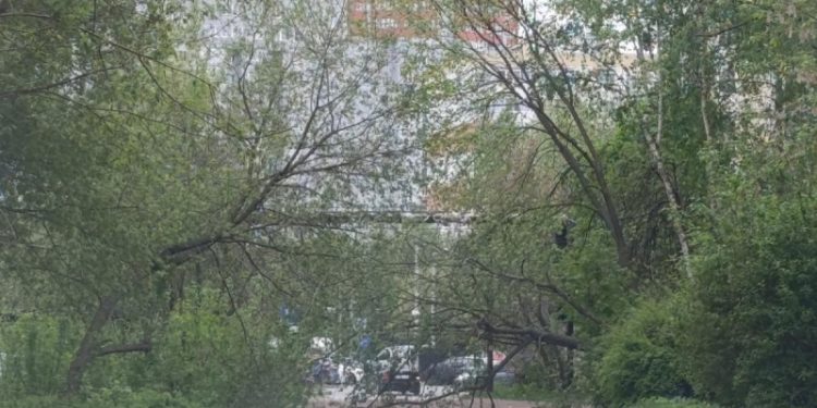 В Кальном упавшее дерево перекрыло дорогу