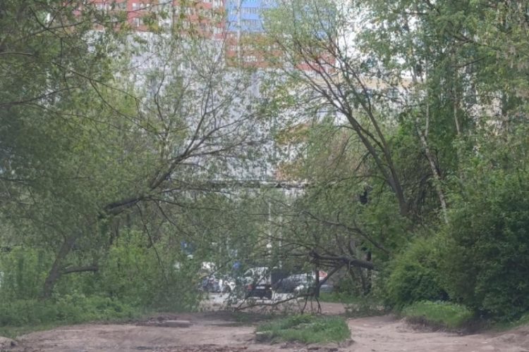 В Кальном упавшее дерево перекрыло дорогу