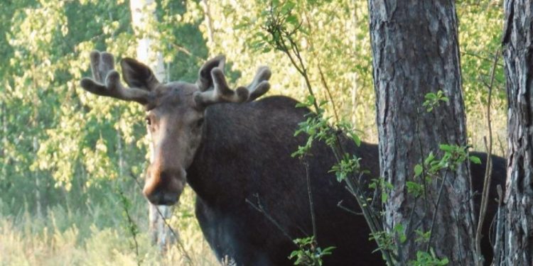 Лось появился в лесах Рязанской области