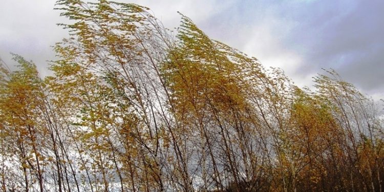 Рязанцев предупредили об усилении ветра 1 ноября