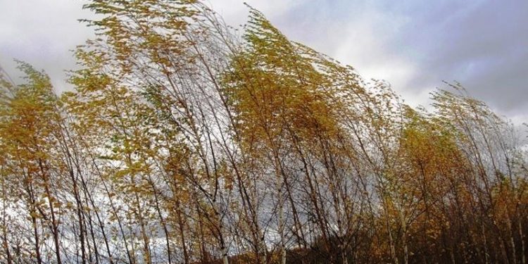 МЧС: 2 ноября в Рязанской области ожидается усиление ветра МЧС: 2 ноября в Рязанской области ожидается усиление ветра