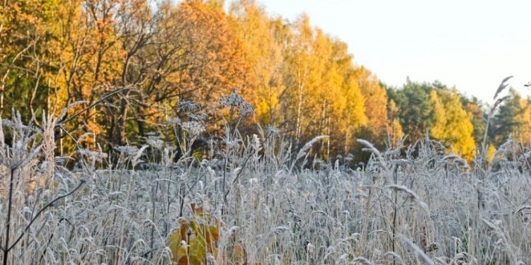 Рязанское МЧС предупредило о резком похолодании 3 ноября Рязанское МЧС предупредило о резком похолодании 3 ноября