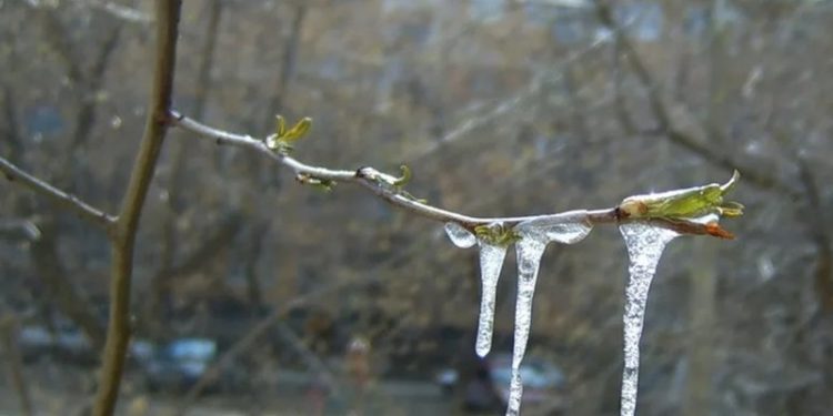 Рязанское МЧС выпустило метеопредупреждение из-за заморозков в ночь на 3 мая