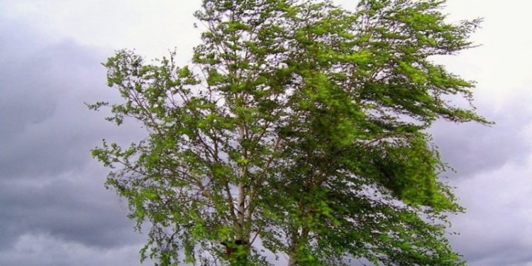 МЧС: 22 мая в Рязанской области ожидаются ливни, угроза и усиление ветра МЧС: 22 мая в Рязанской области ожидаются ливни, угроза и усиление ветра