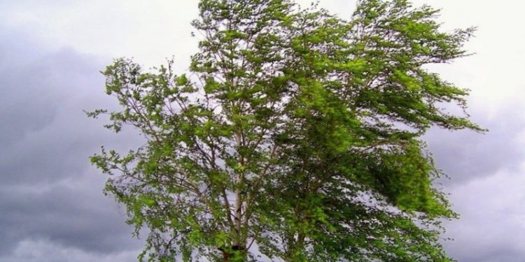 Рязанцев предупредили об усилении ветра 13 сентября