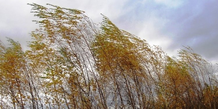 МЧС: 14 октября в Рязанской области ожидаются порывы ветра до 17 метров в секунду