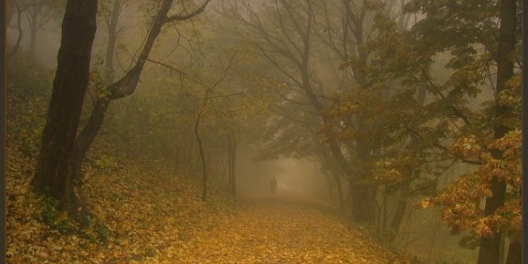 Рязанцев предупредили о сильном дневном тумане 18 октября