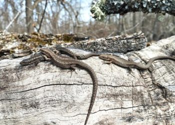 В Окском заповеднике перечислили проснувшихся хладнокровных
