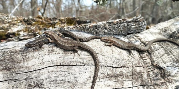 В Окском заповеднике перечислили проснувшихся хладнокровных
