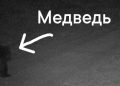 В Окском заповеднике вновь заметили медведя